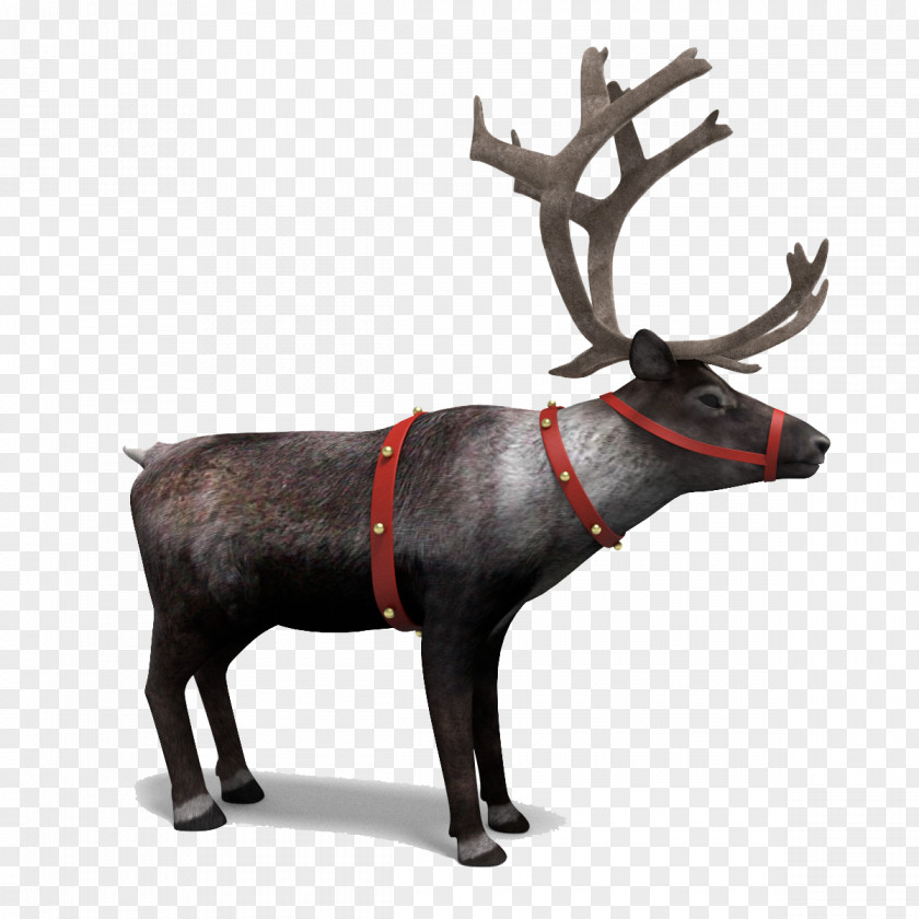 Reindeer Picture 3D Computer Graphics PNG