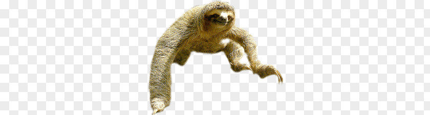 Sloth Jump PNG Jump, sloth illustration clipart PNG