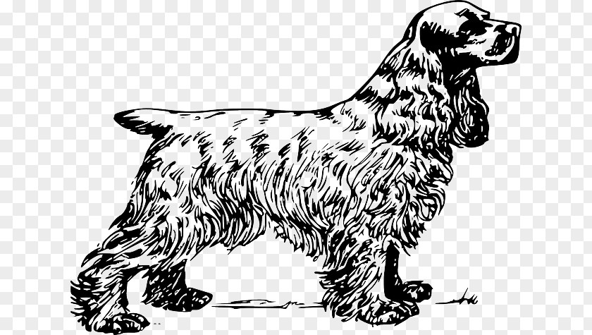 Spaniel Puppy English Cocker Clumber Clip Art PNG