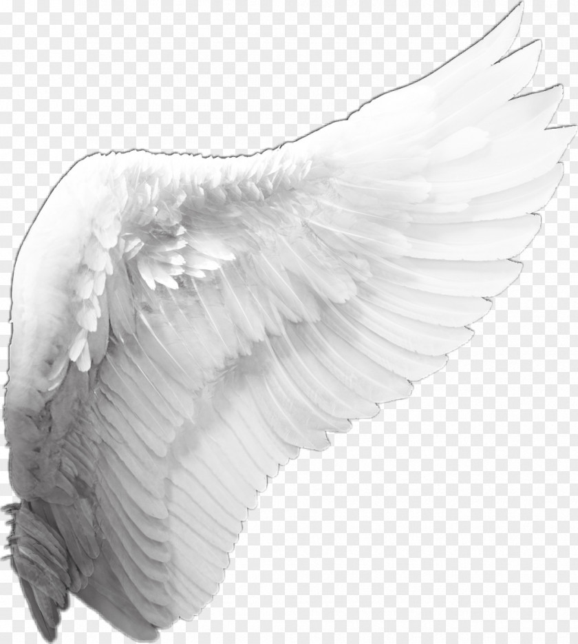 Wings Clip Art PNG