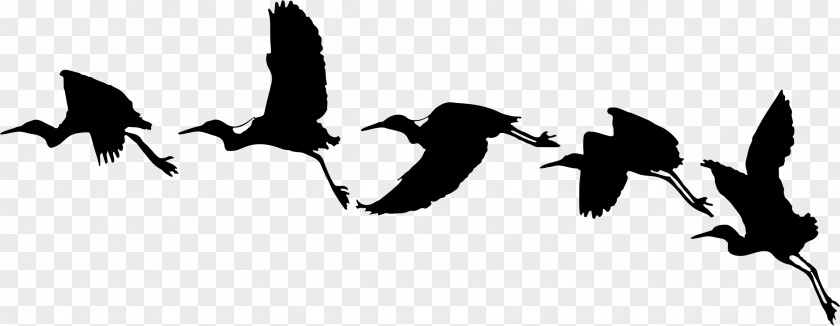 Birds Vector Silhouettes Bird Flight Goose Archaeopteryx PNG