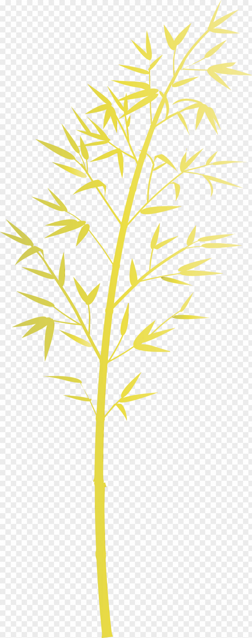 Leaf Plant Yellow Stem Tree PNG