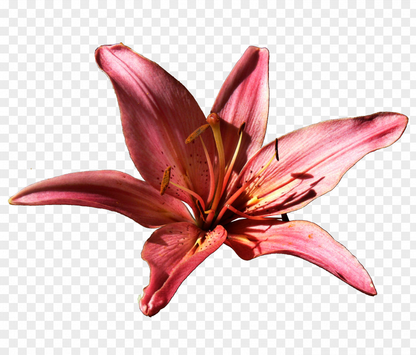 Lilium Flower Daylily Clip Art PNG