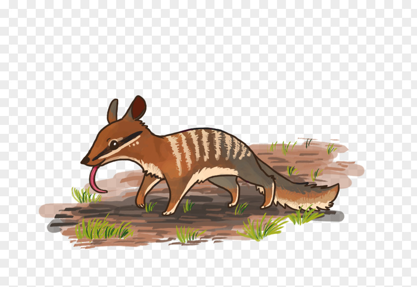 Numbat Cartoon Canidae Drawing Quoll PNG