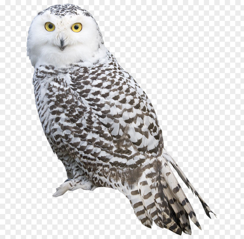 Owl Bird Snowy Clip Art PNG