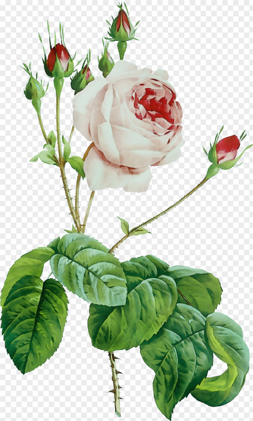 Prickly Rose Anthurium Pink Flowers Background PNG