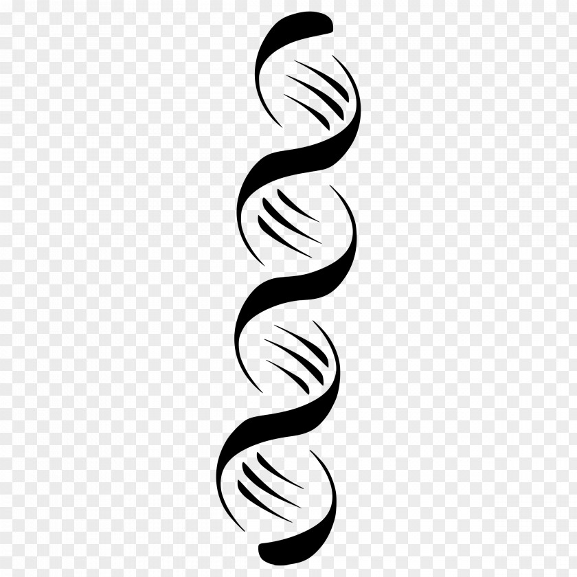 DNA Nucleic Acid Double Helix Clip Art PNG