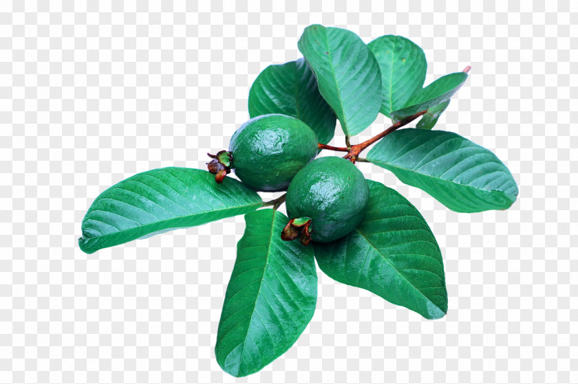 Guava Common Leaf PNG