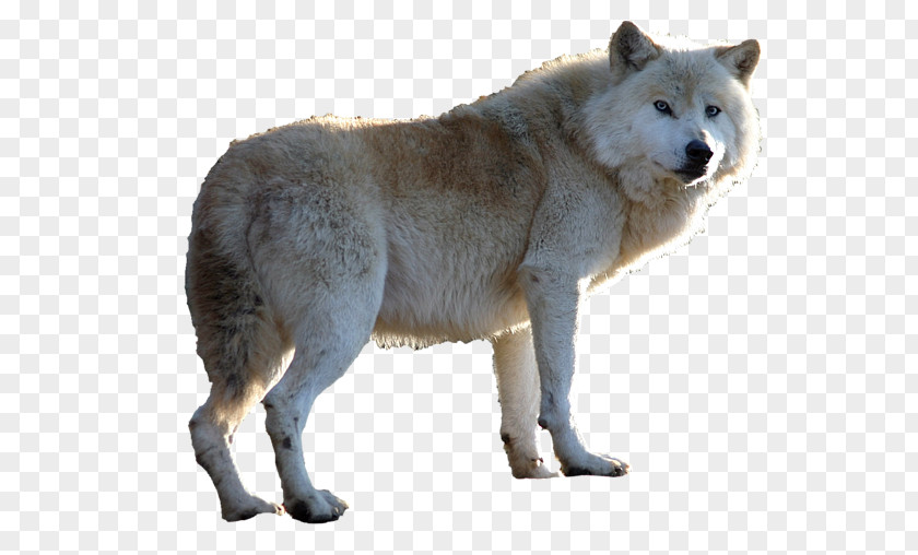 Imported Greenland Dog Animal Clip Art PNG