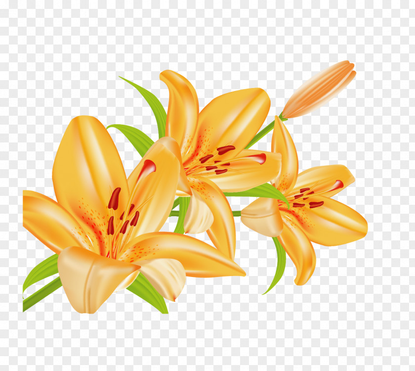 Lily Lilium Bulbiferum Euclidean Vector Download PNG