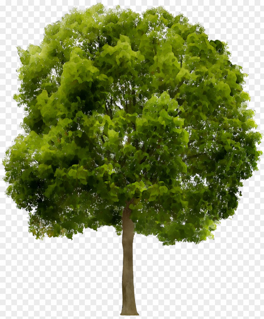 Stock.xchng Clip Art Tree Image PNG