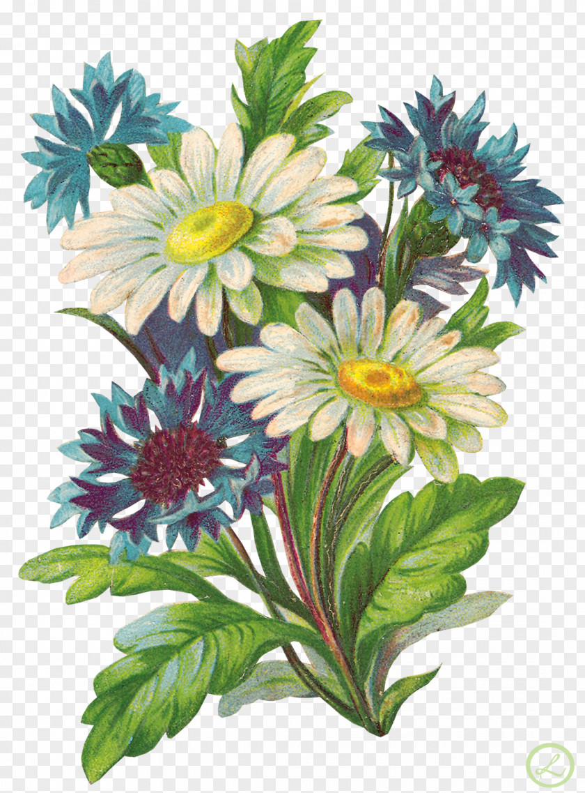 Chamomile Flower Bouquet Garden Roses Child Clip Art PNG