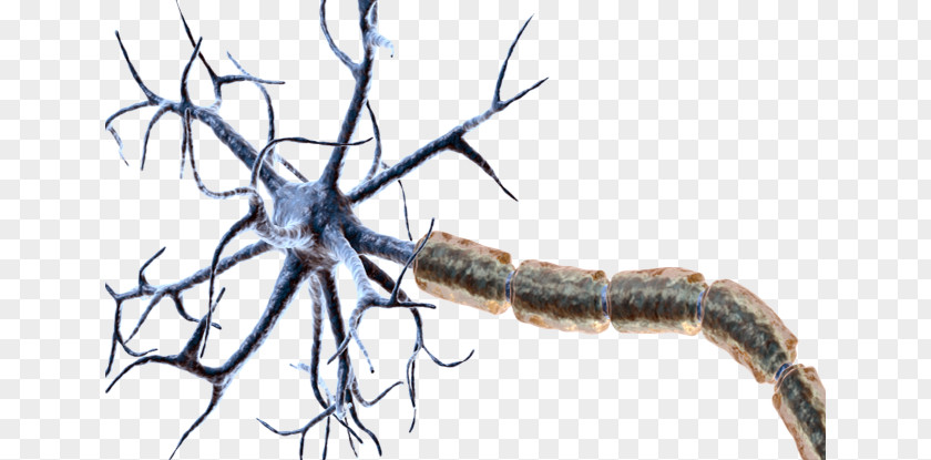 Neurona Myelin Neuron ABC Games For Toddlers Synapse Dendrite PNG
