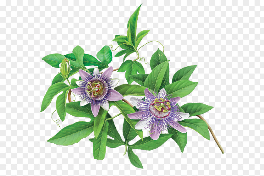 Passion Green Tea Organic Food Flowering Purple Passionflower PNG
