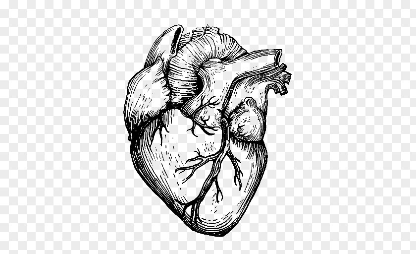Prophour23 Drawing Heart Organ PNG Organ, sketch clipart PNG