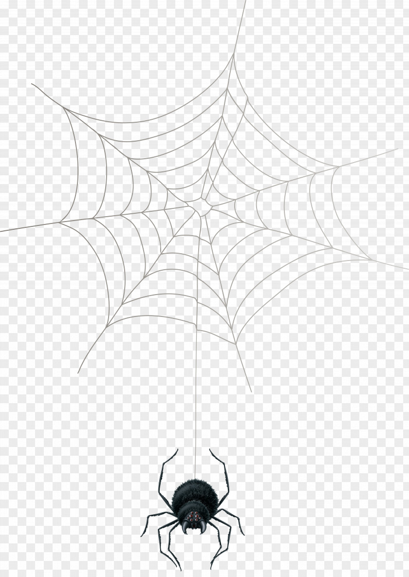 Spider Web Theridiidae Arthropod PNG