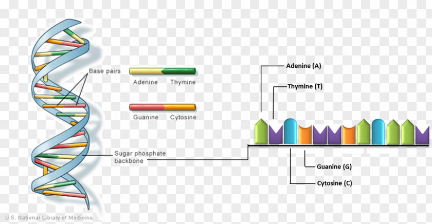 The Double Helix: A Personal Account Of Discovery Structure DNA Nucleic Acid Helix Molecular Biology PNG