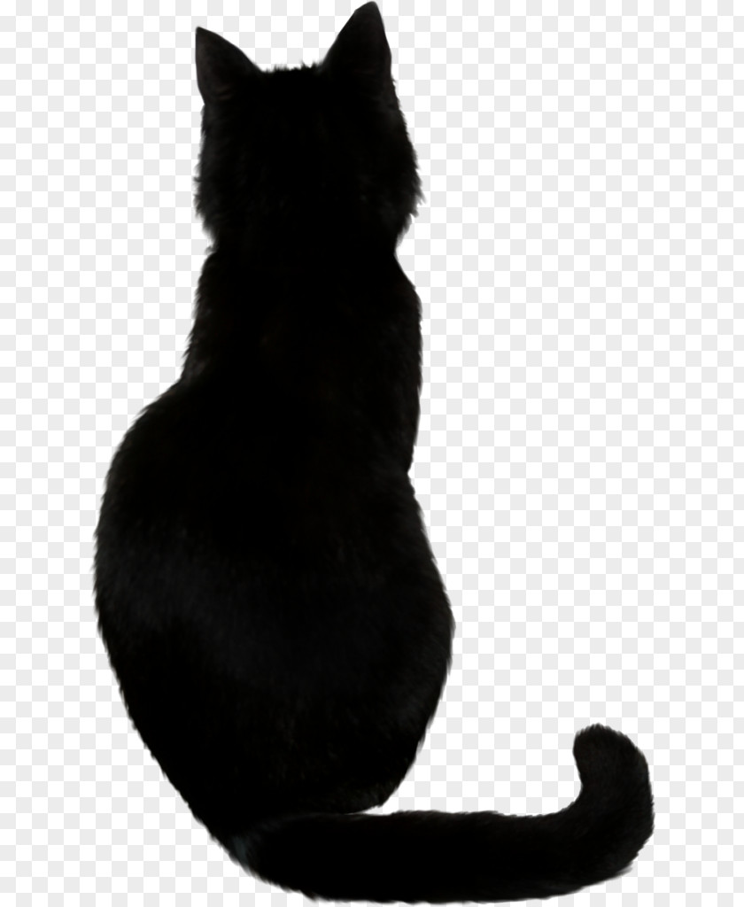Kitten Bombay Cat Clip Art Image PNG