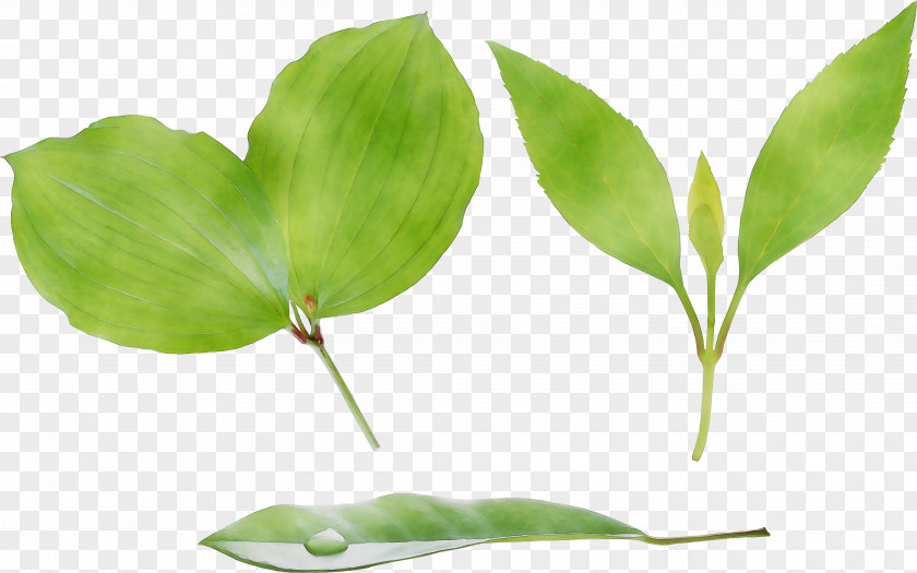 Leaf Plant Stem Branching Plants PNG