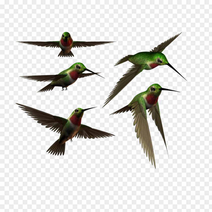 Swallow European Bird PNG