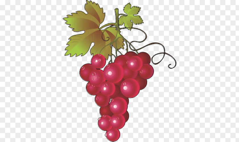 Wine Common Grape Vine Concord Leaves PNG