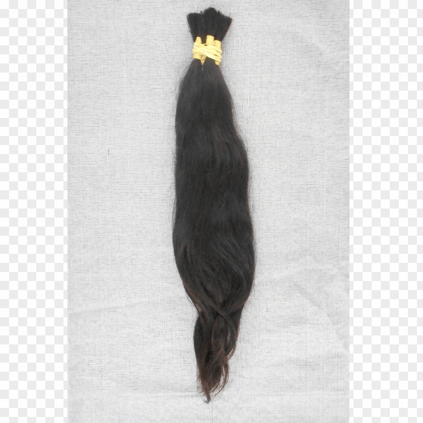 Cabelo Cat Fur Tail Homo Sapiens PNG