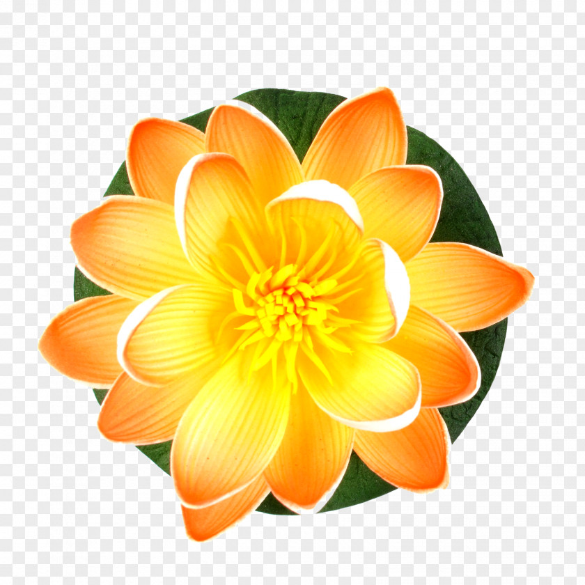 Flower Cut Flowers Lilium Water Lilies Pond PNG