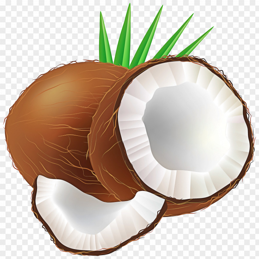 Plant Coconut Crab Palm Trees PNG