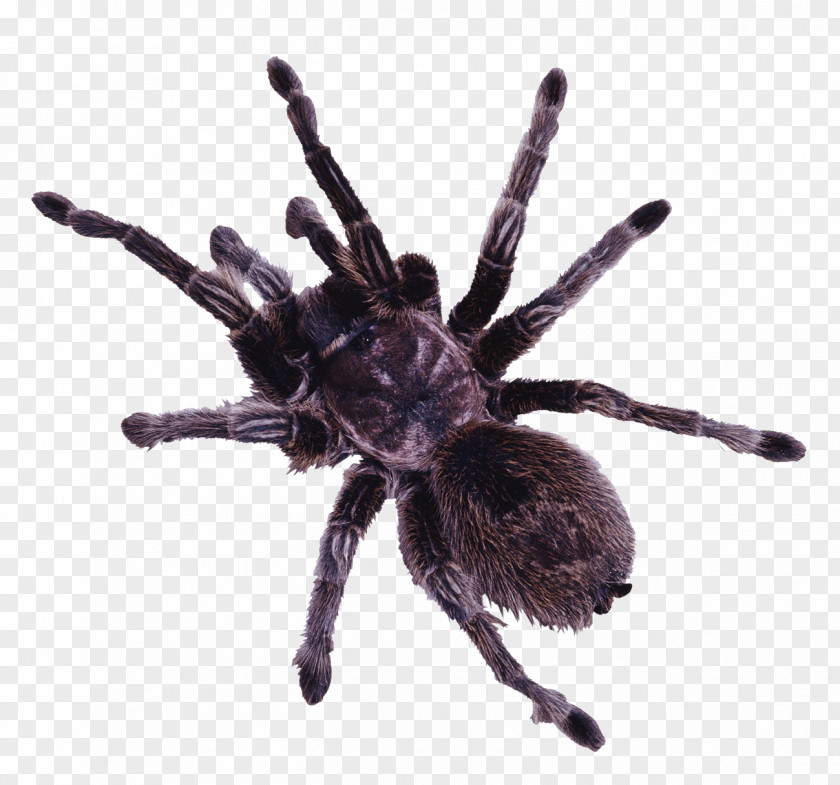 Spider Clip Art PNG