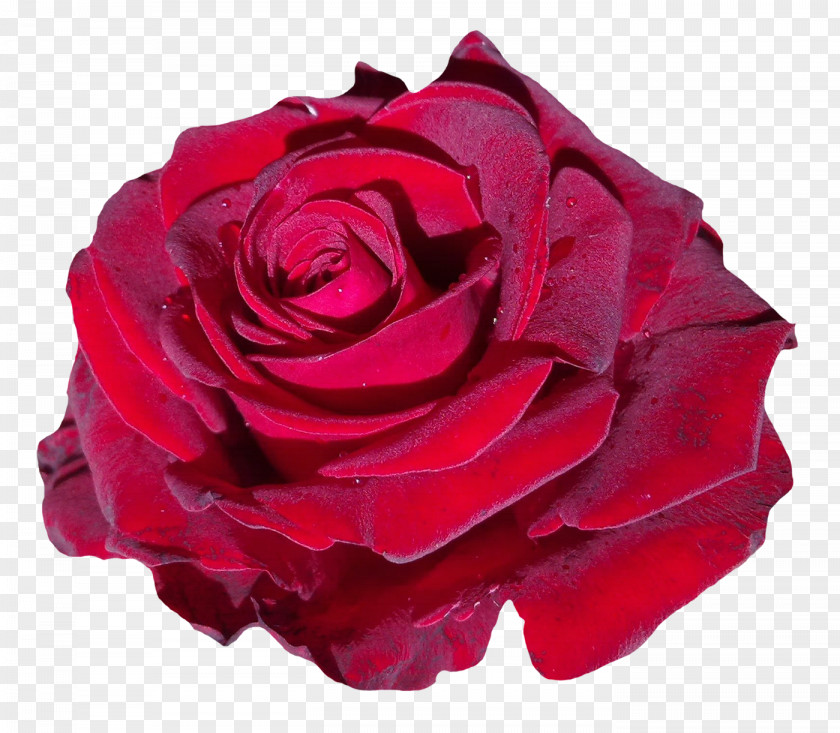 Woman ROSE Garden Roses Beach Rose Clip Art PNG