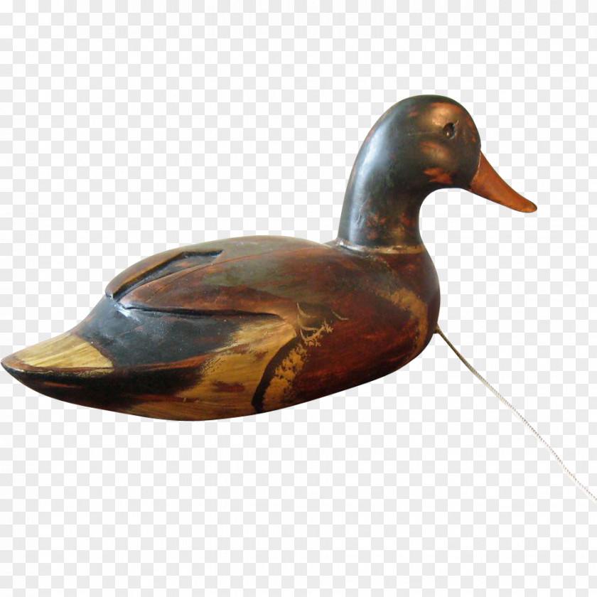 Duck Mallard Beak PNG