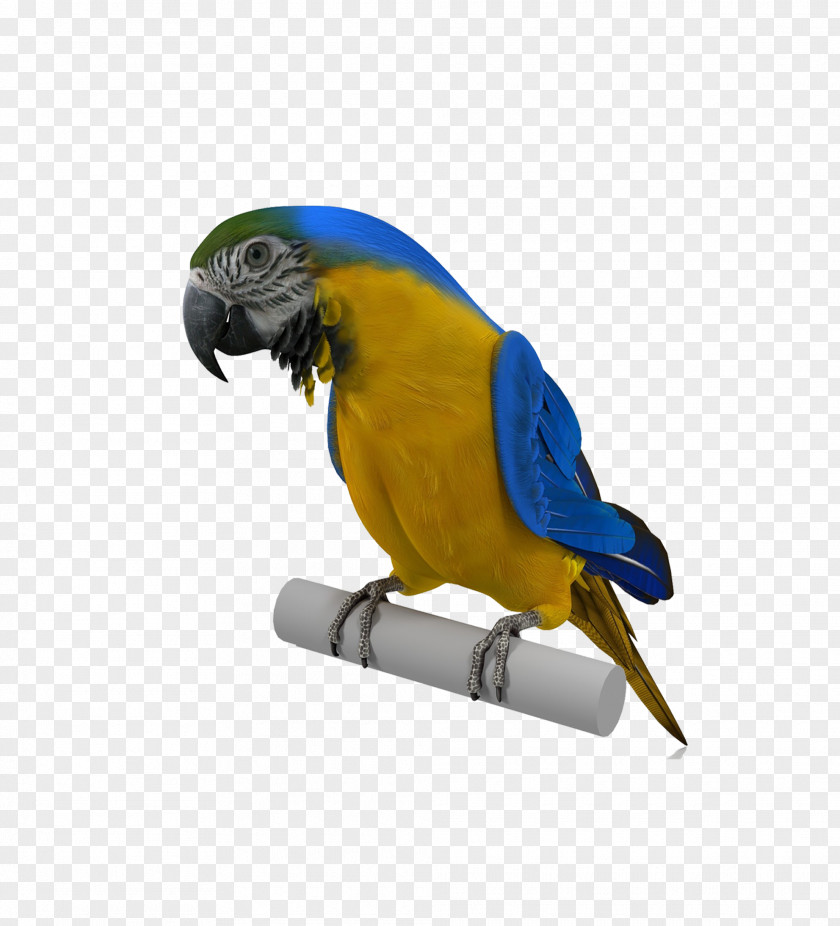 Eagle Budgerigar Parrot Bird PNG