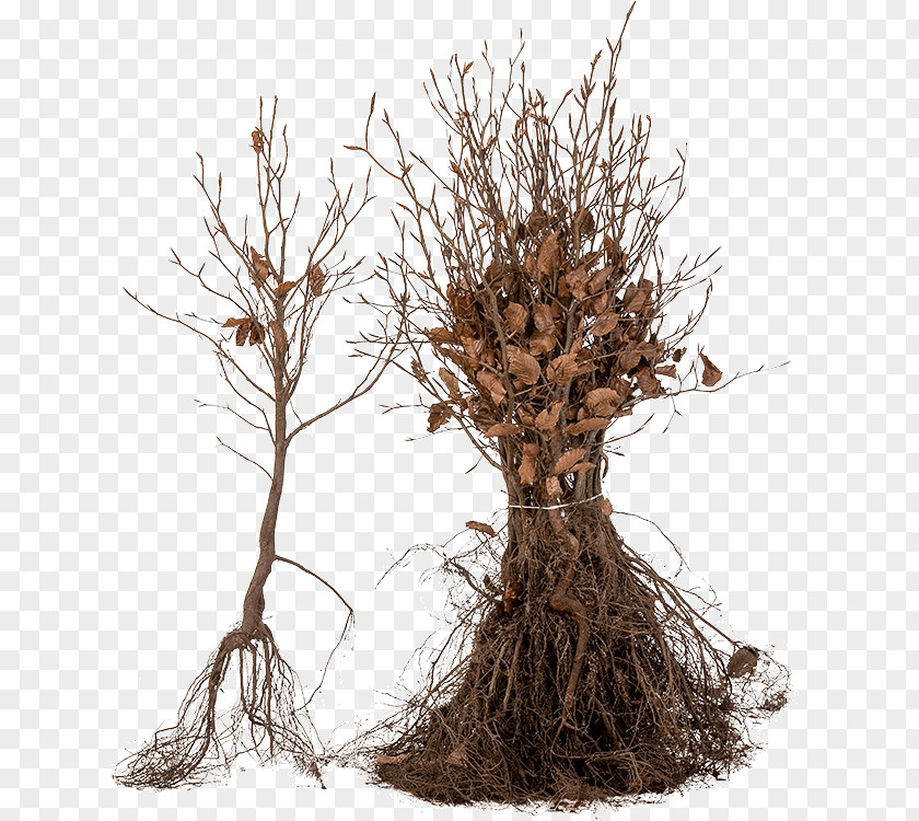 Euonymus European Hornbeam Beech Root Trunk Nursery PNG