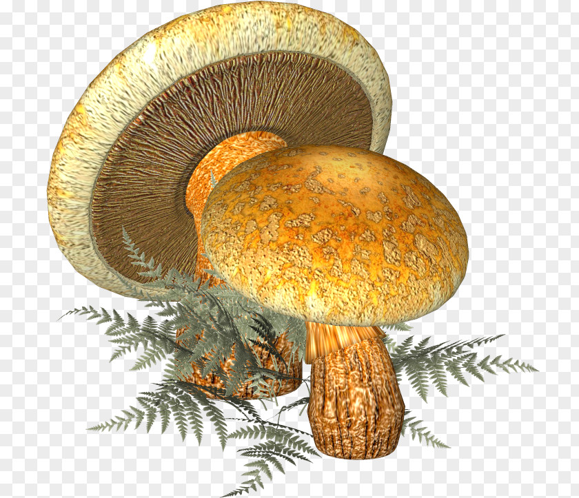 Mushroom Penny Bun Fungus Boletus Edulis Matsutake PNG