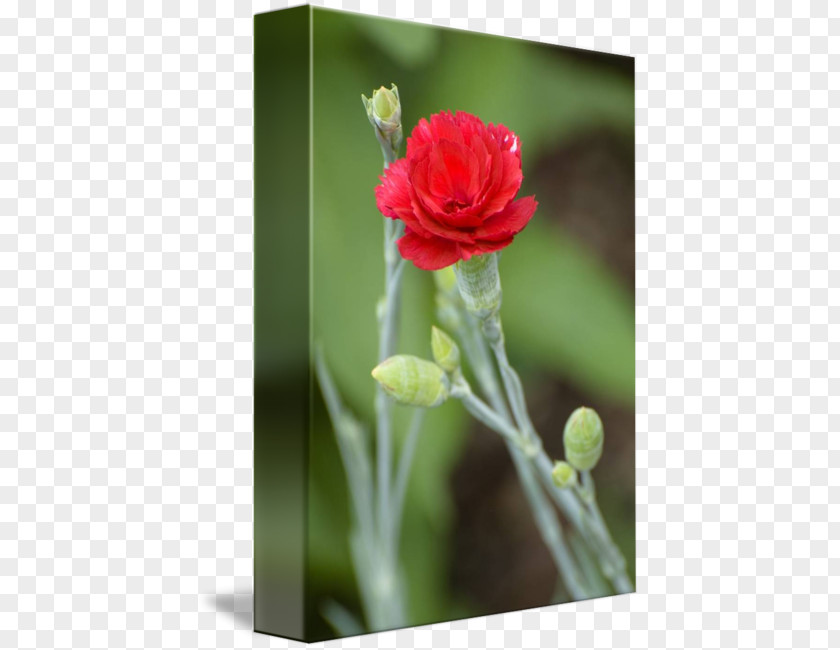 Red Carnation Cut Flowers Rose Family Bud Plant Stem PNG