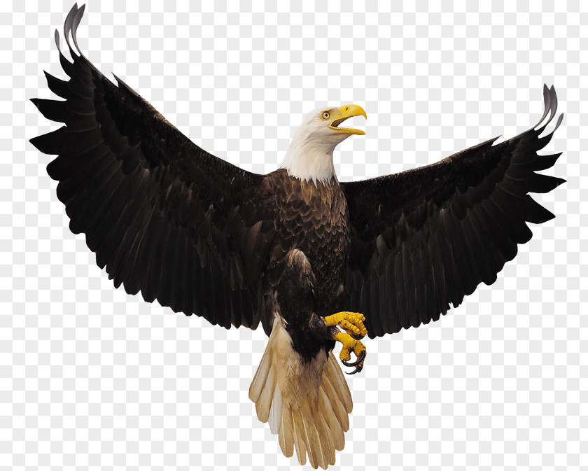 Bird Bald Eagle Stock Photography Royalty-free PNG