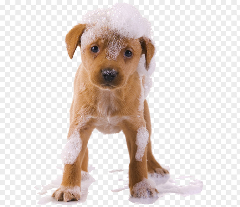 Dogs Cider Dog Grooming Pet Sitting Puppy PNG