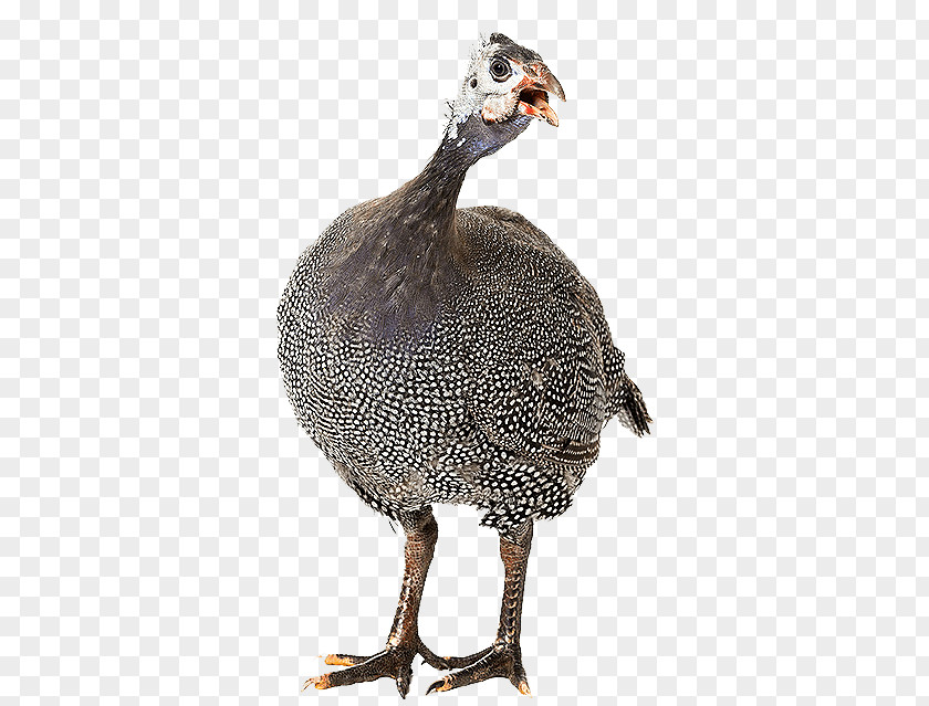 Keeping Guinea Fowl Domestic Guineafowl Stock Photography Royalty-free Image PNG