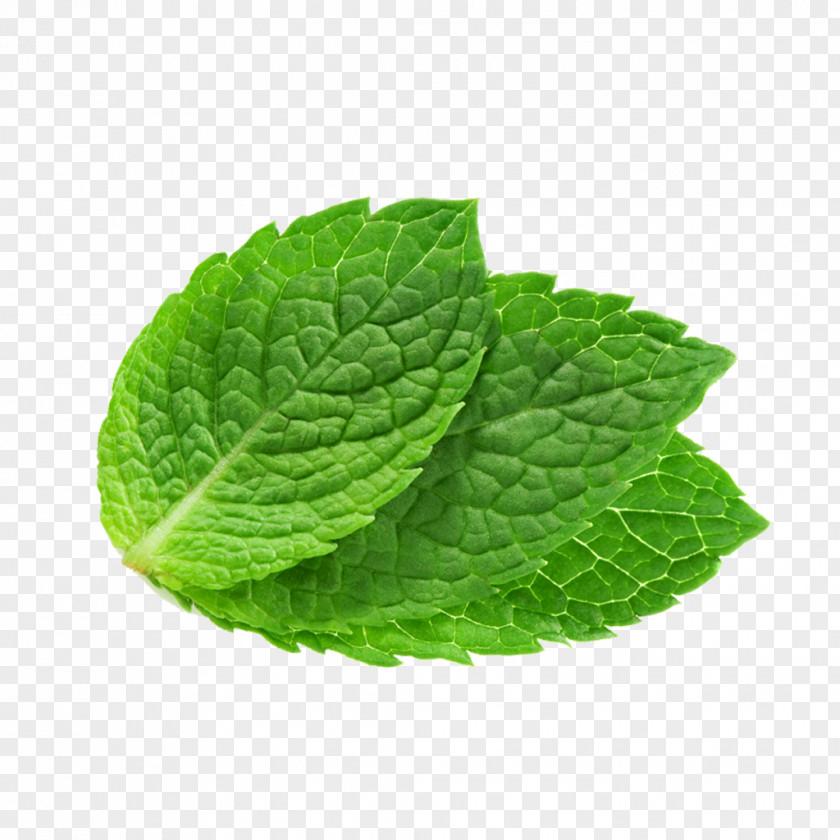 Peppermint Mentha Spicata Lip Balm Lemon Water Mint PNG