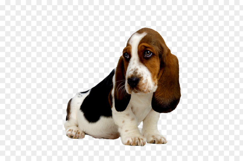 Puppy Basset Hound Golden Retriever Beagle PNG