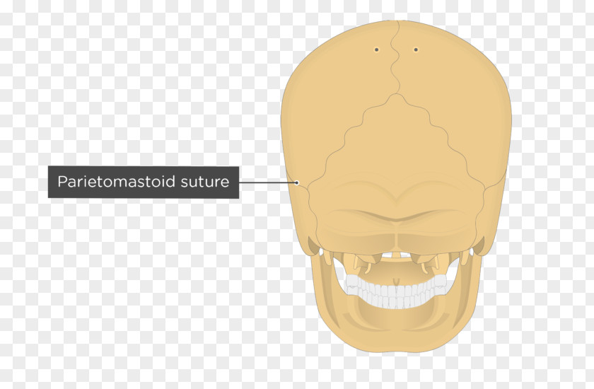 Skull Nuchal Lines Occipitomastoid Suture Ligament Sphenoid Bone PNG