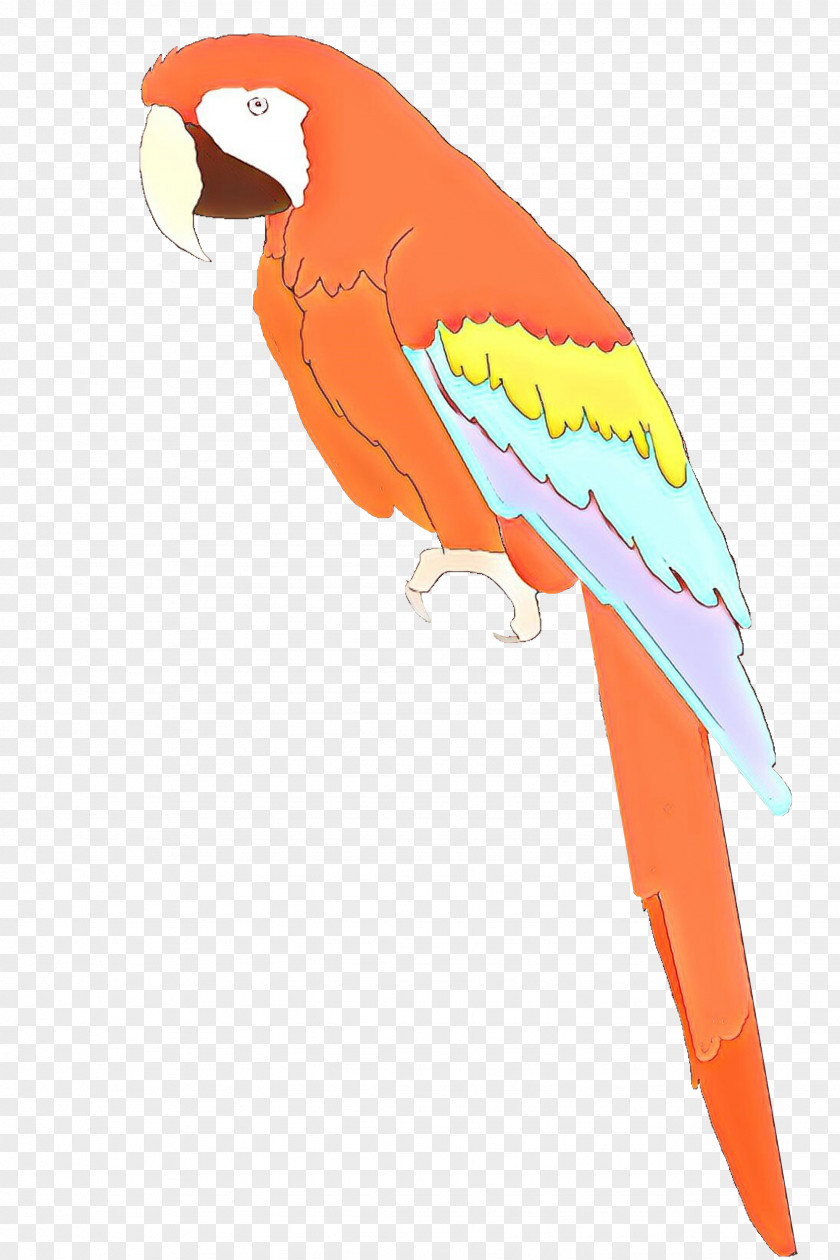 Budgie Orange Bird Parrot PNG