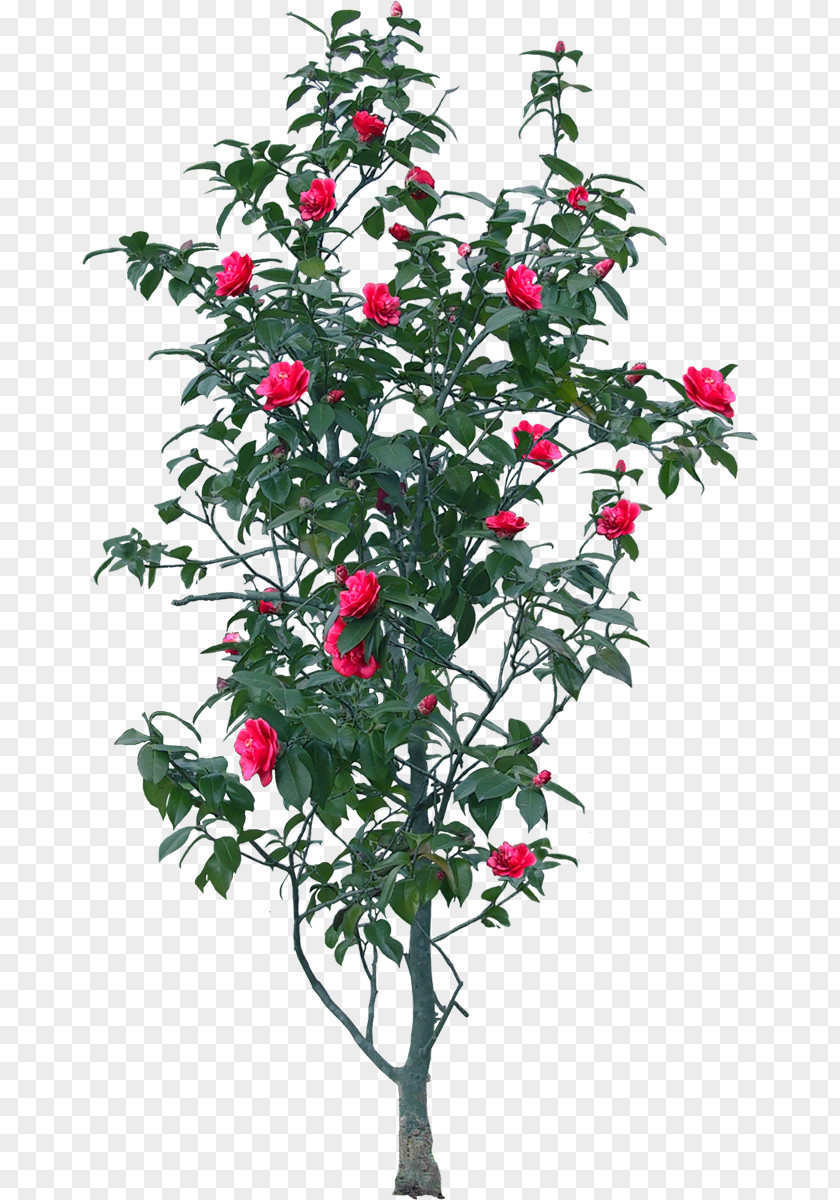 Chinese Rose Tree Flower Clip Art PNG