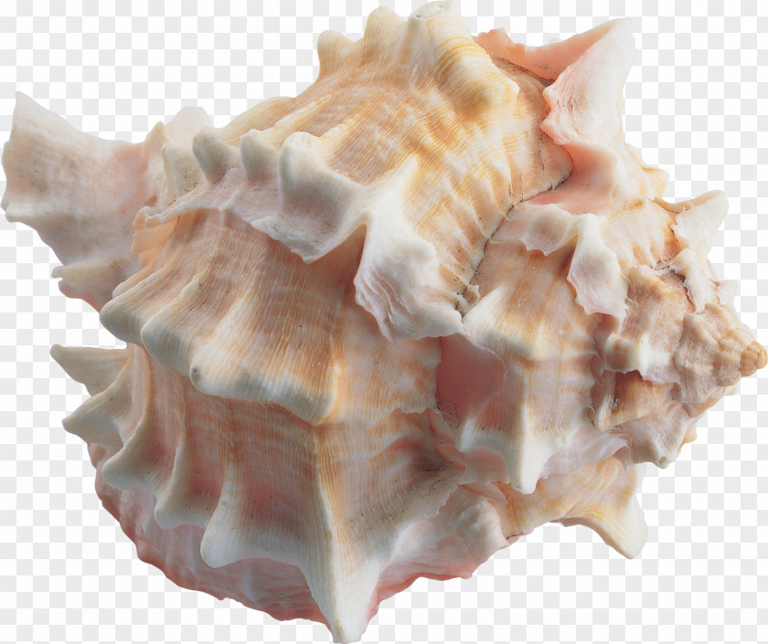 Clams Seashell Sea Snail Cockle Marine PNG