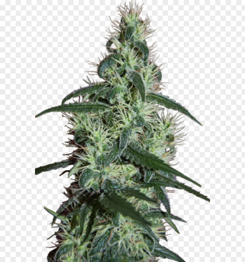 Female Hemp Buds Cannabis Cup Skunk Sativa White Widow PNG
