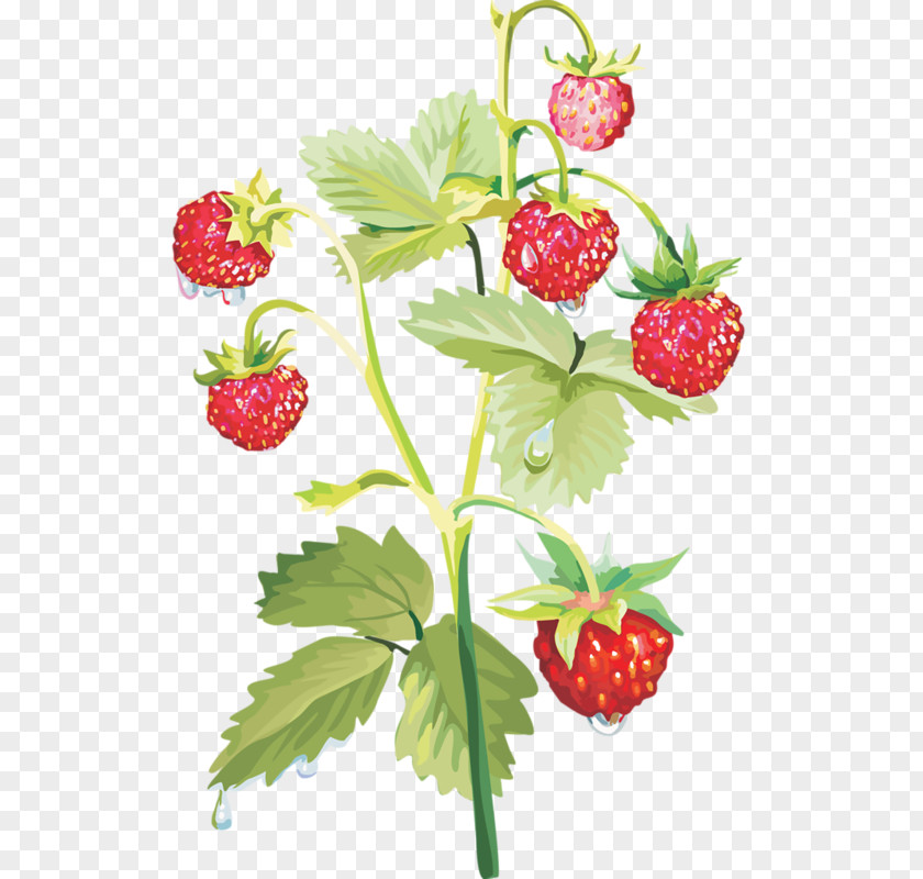 Strawberry Musk Raspberry PNG