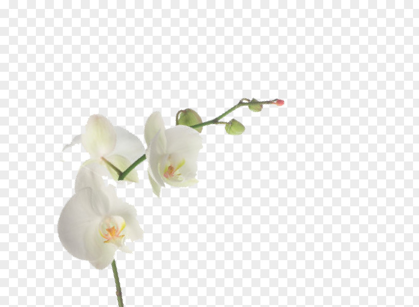 Flower Cut Flowers Moth Orchids Plant Stem Artificial PNG