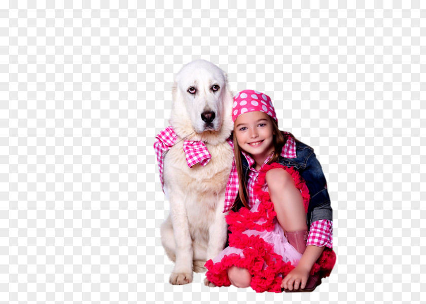 Golden Retriever Puppy Companion Dog Breed Sporting Group PNG
