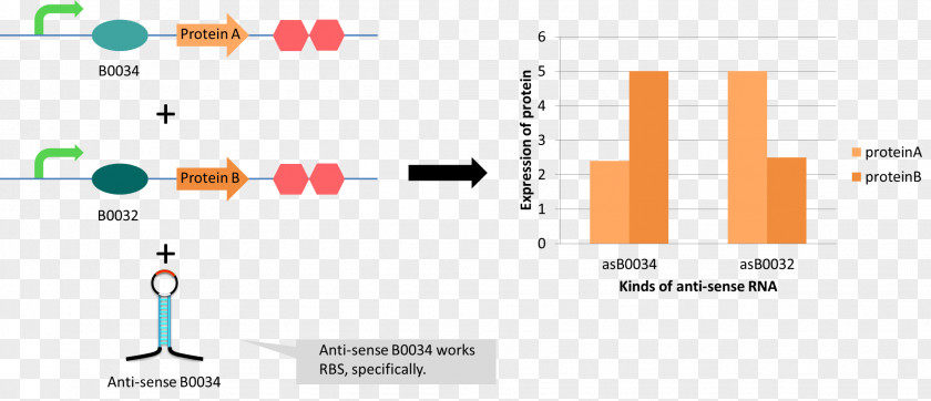 Pylis Downstream Sequence Antisense RNA Gene Silencing International Genetically Engineered Machine PNG