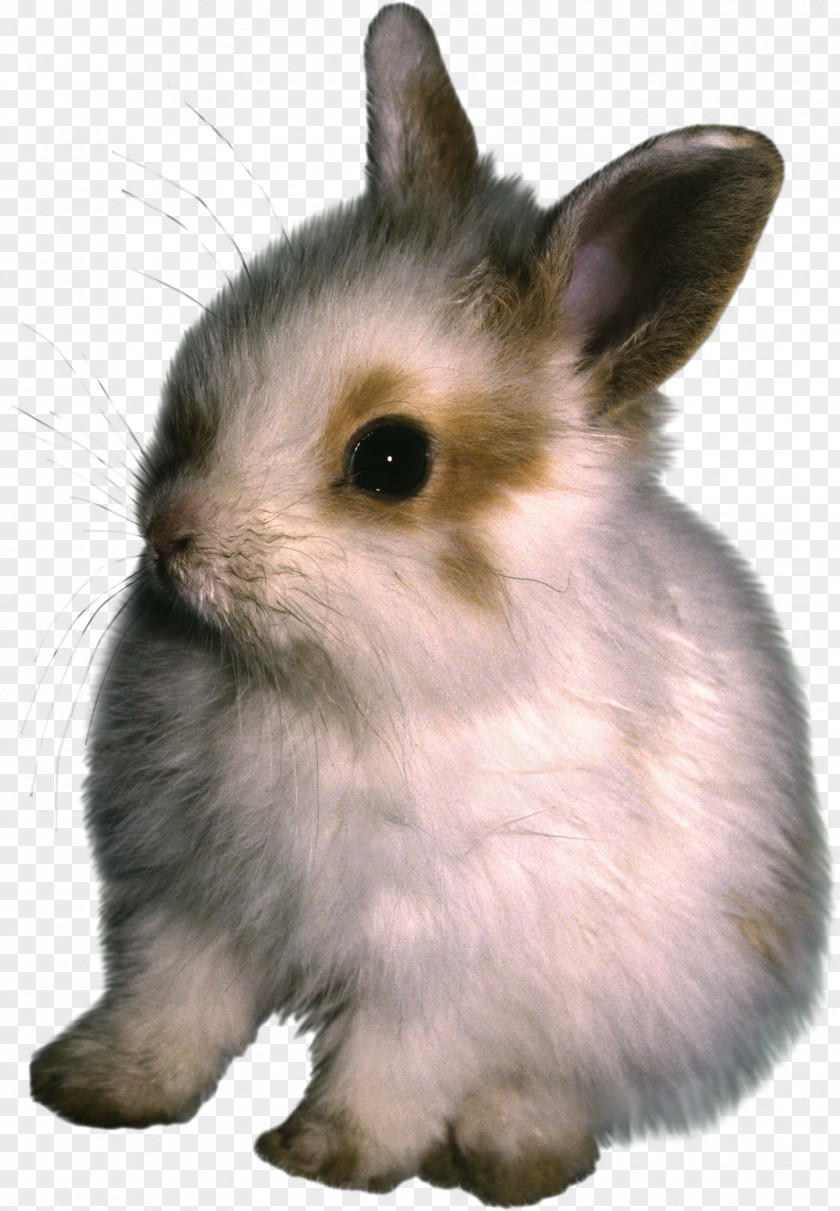 Rabbit Hare Domestic Animal PNG